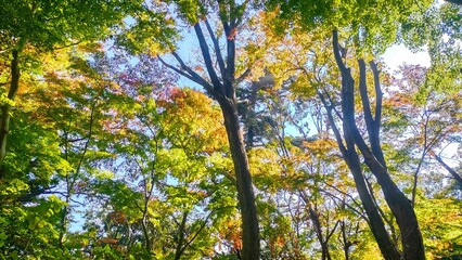 紅葉と木漏れ日