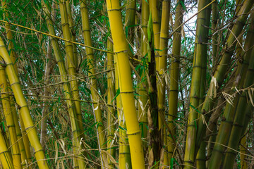 Close up of bamboo trees on the forest, yellow color