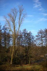 Forest landscape - View of a beautiful tree