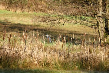 Obraz na płótnie Canvas Forest landscape - Gray heron - Heron in the morning