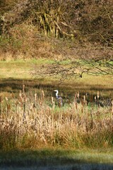 Obraz na płótnie Canvas Forest landscape - Gray heron - Heron in the morning