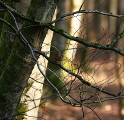 Forest landscape - Bird in the forest