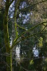 Obraz na płótnie Canvas Forest landscape - Bird in the forest