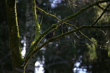 Forest landscape - Bird in the forest