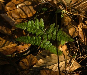 Forest landscape - young fern in the forest