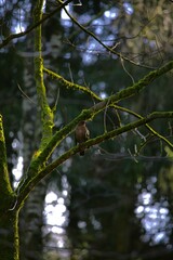 Forest landscape - Bird in the forest