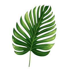 Fototapeta na wymiar tropical green palm leaf on transparent background