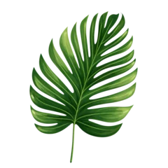 Tapeten Monstera tropical green palm leaf on transparent background