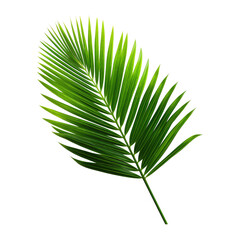 tropical green palm leaf on transparent background
