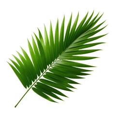 Fototapeta premium tropical green palm leaf on transparent background
