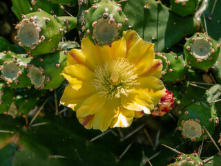 Yellow opuntia cactus blossoming flower head