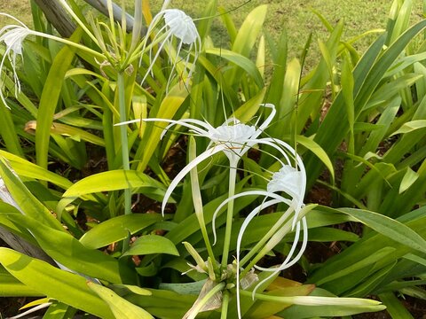 Amarilys flower or bunga bakung with green leaf background, planting in the garden.