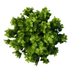 Top view Green Trees Isolated on transparent background