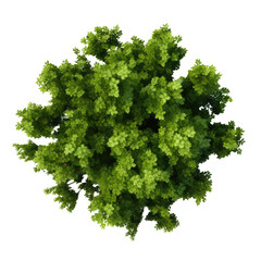 Obraz premium Top view Green Trees Isolated on transparent background