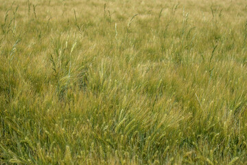 Champ de céréales dans la campagne champenoise à Valmy, Marne, France