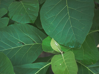 a collection of wide green leaves. background or wallpaper concept about nature and plants or leaves