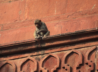 Agra's Red Fort - a historical fort, India
