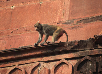 Agra's Red Fort - a historical fort, India