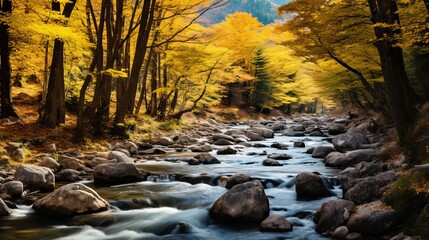The autumn mountain creek is surrounded by yellow maple trees
