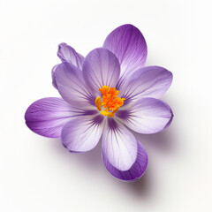 Single Purple Crocus Flower with Delicate Petals Isolated on White