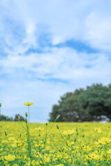 黄色いコスモスの花畑