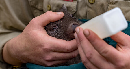 Bqby orphan wombat is fed by a volunteer in Tasmania, Australia.