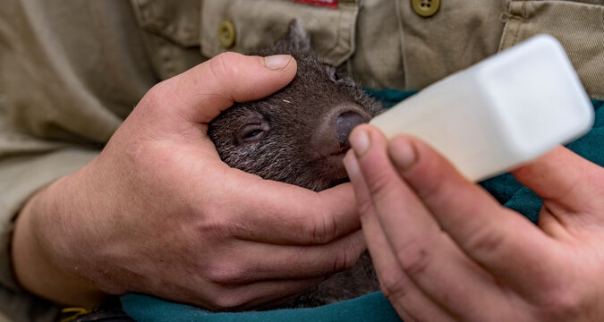 Bqby orphan wombat is fed by a volunteer in Tasmania, Australia.