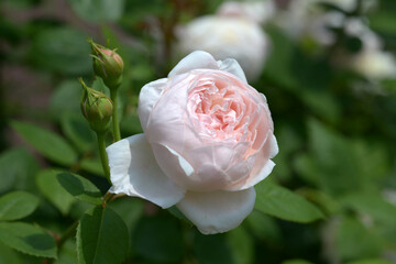 セント・セシリア　バラの花