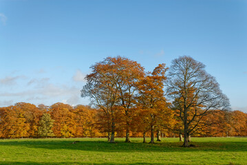 A Cluster of Chestnut and Oak Trees in a field near to Edzell, displaying their Autumn Colours on a...