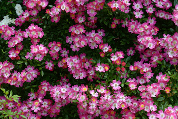 安曇野　バラの花