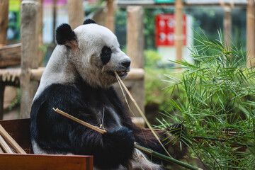 Male giant panda eating bamboo at Zoo Negara Malaysia