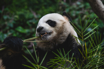 Male giant panda eating bamboo at Zoo Negara Malaysia