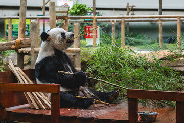 Male giant panda eating bamboo at Zoo Negara Malaysia