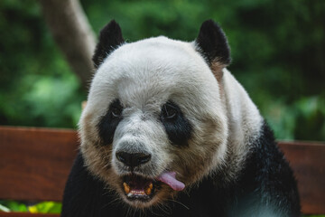 Male giant panda at Zoo Negara Malaysia