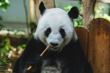 Female giant panda eating bamboo at Zoo Negara Malaysia