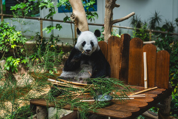 Female giant panda eating bamboo at Zoo Negara Malaysia