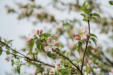 branches of an apple tree with blooming flowers and buds against the sky close-up