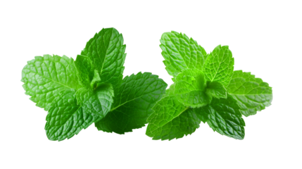 fresh mint leaves isolated on transparent background