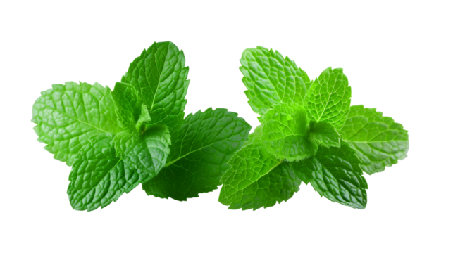 fresh mint leaves isolated on transparent background