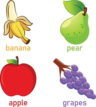 handdrawn colorful fruits vector illustration