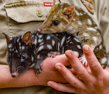 Baby orphan quoll are cared for by a volunteer in Tasmania, Australia.