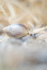 snail in summer