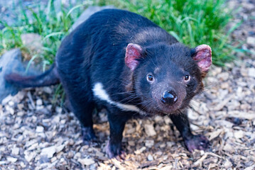 Tasmanian Devlis are an endangered speies due to contageous cancer they spread.