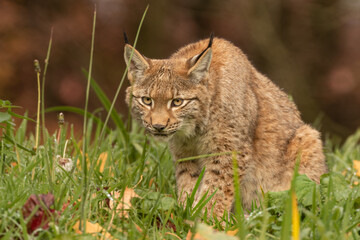 Naklejka na ściany i meble Lynx hunting in grass
