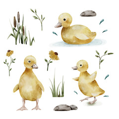 cute ducklings flowers isolated elements set elements