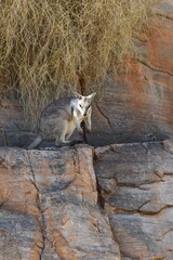 A rock wallaby is standing on a ledge on a cliff face, peering down. The sunlight falls on his face. Dry grasses hang over the rock wall behind him. He is light grey in colour, with black paws and fee