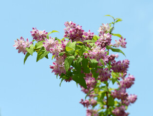 ベニバナウツギ