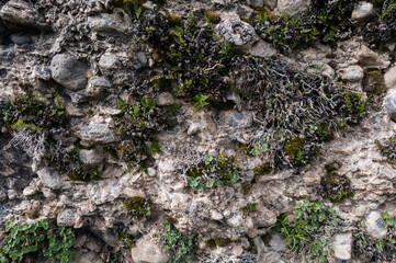 texture of a stone on a mountain with grass and moss close-up