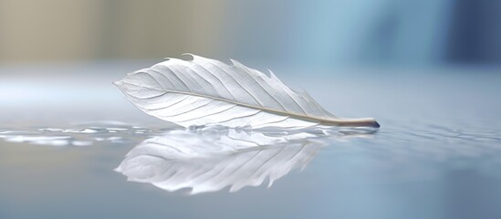 White transparent leaf on mirror surface - obrazy, fototapety, plakaty