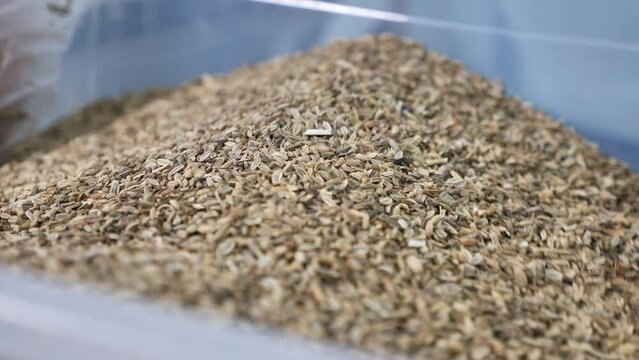 The pastry chef collects the seeds with his hands. Close-up.